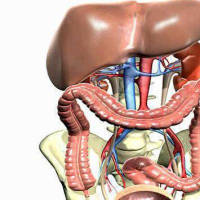 Анатомія людини - будова та розташування внутрішніх органів