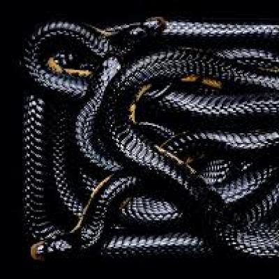 Pamatyti sapne juodą gyvatę - ką reiškia sapnas?