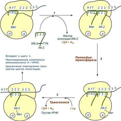 Baltymų sintezė siekiant sudaryti ribosomas